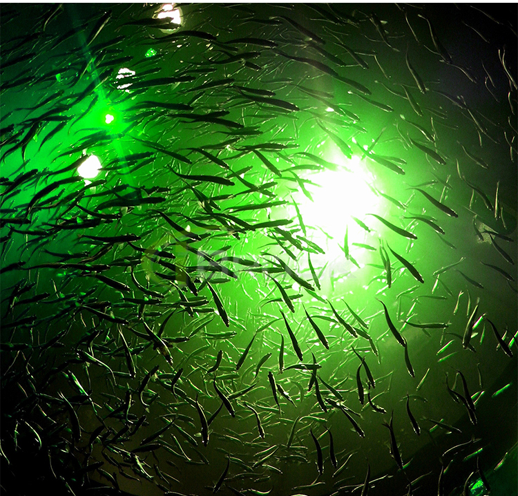 1000W Underwater Submersible Fish Attracting LED Fishing Light ,High Power Lure Lamp White ,Warm White Blue Green Lighting
