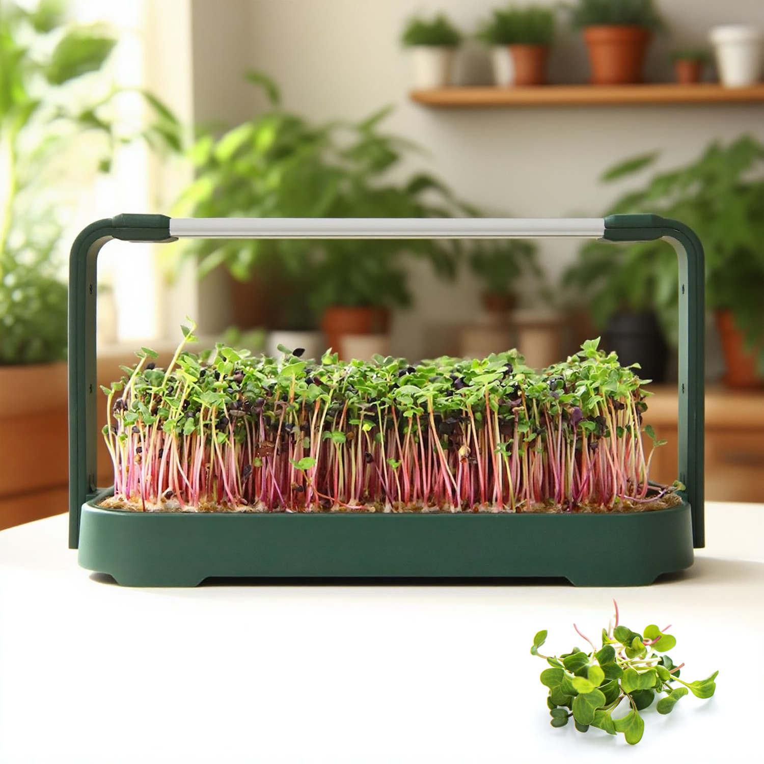 Smart Lettuce Hydroponics Herb Grow Indoor Kit System GRW780picture6
