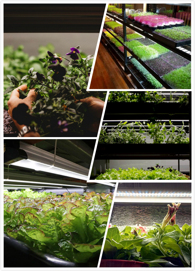 High PPFD LED Grow Light Hydroponic for Indoor Plant GRW790picture4