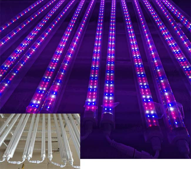 Double Row Full Spectrum IP65 Plant Tube T8 Led Grow Liight GRW1000picture3