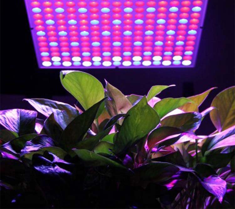 LED Aquarium Light AQL2100picture5