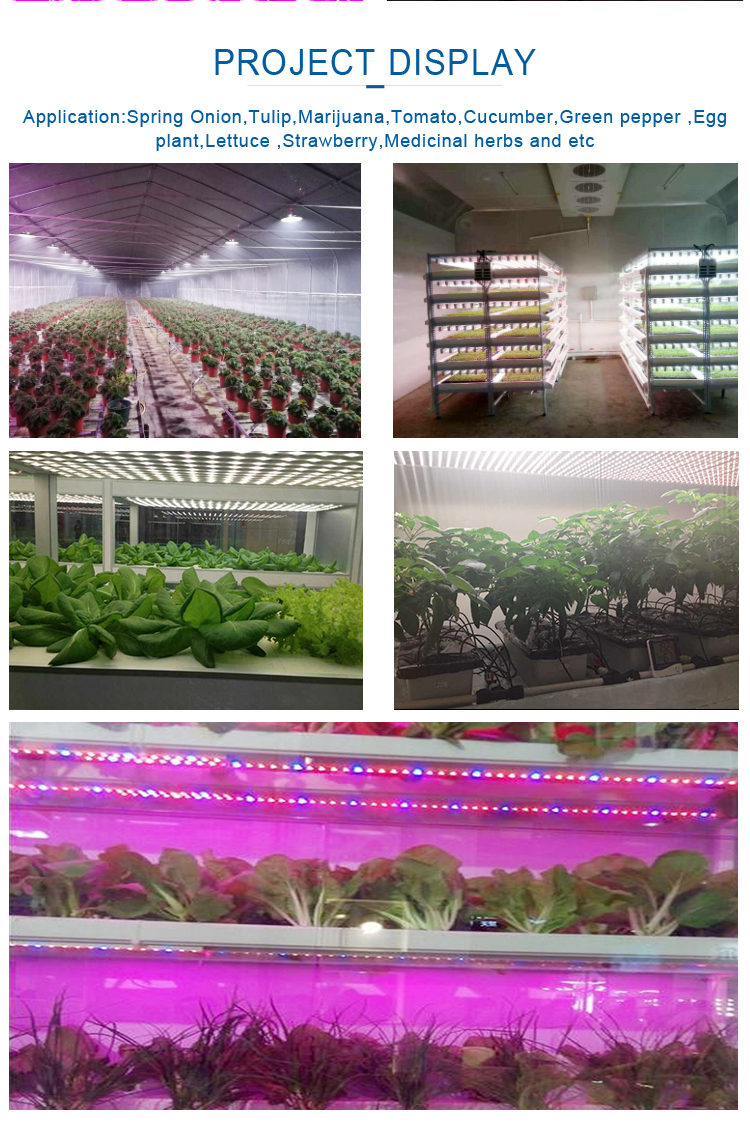 Hot Sell Chinese Rohs Led Aquarium Light