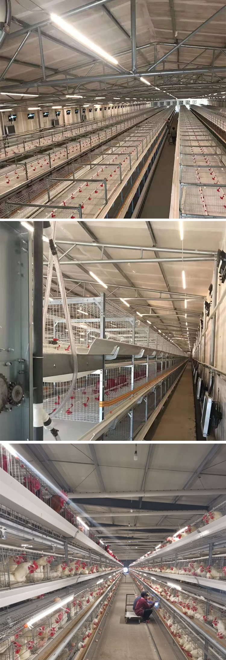 IP65 High-Efficiency 18W LED Tubes 1.35m Triproof Fixtures Waterproof LED Poultry Lights PUL1200picture6