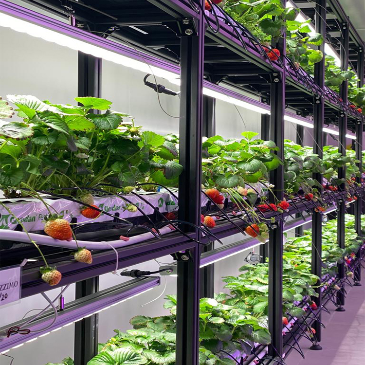 Vertical Farming Shelf Cultivation Strawberry Grow Lights GRW2300picture2