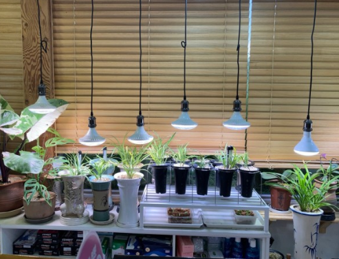 VEG BLOOM Plant Growth 15W UFO LED Grow Bulb Lamp GRW2400picture3