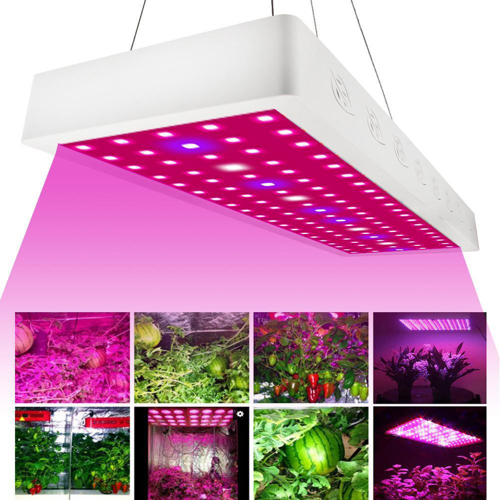Full Spectrum LED Grow Lights for Greenhouse LED Plants Light GRW980picture6